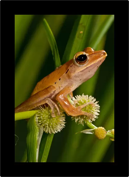 Golden Treefrog, Rhacophorus leucomystax, Native to Malaysia Habitat: Tropical Rainforest