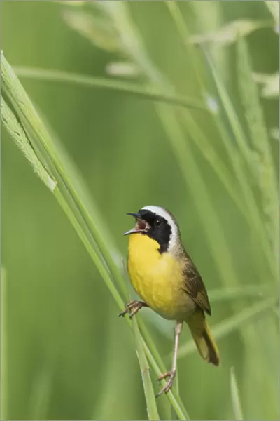 Common Yellowthroat Warbler Singing