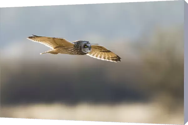 Short-eared Owl Hunting