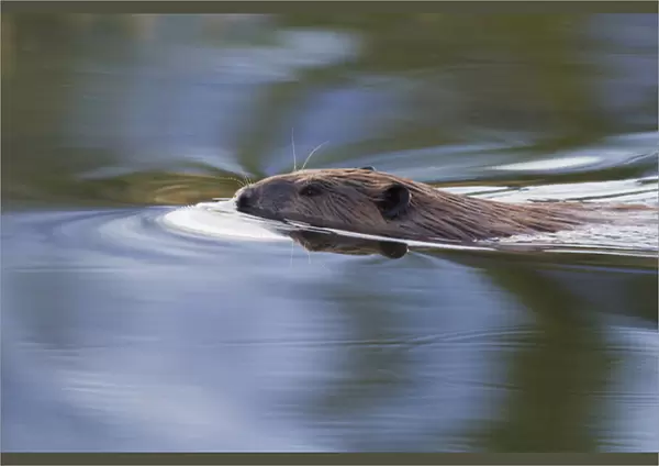 American Beaver Swimming in Pond