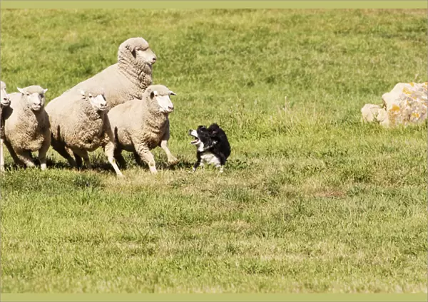 Purebred Border Collie, working sheep, taking charge