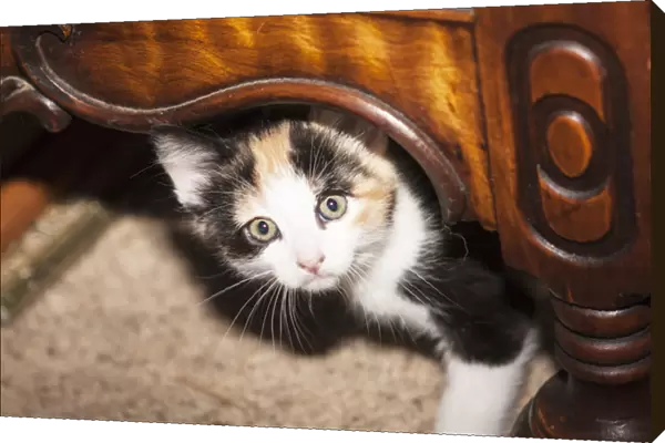 Domestic Calico kitten peeking out under furniture