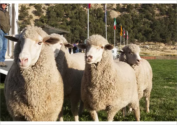 Merino Sheep, flags in background
