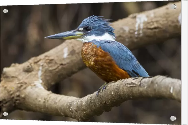 South America. Brazil. A male Amazon kingfisher (Chloroceryle amazona) commonly found