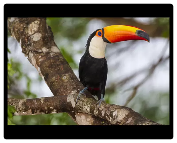 South America. Brazil. Toco Toucan (Ramphastos toco albogularis) is a bird with a