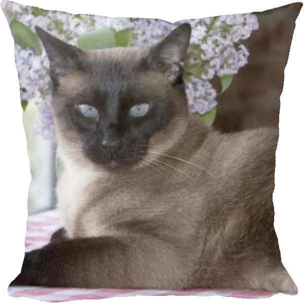 Siamese cat on checkered table cloth with lilacs