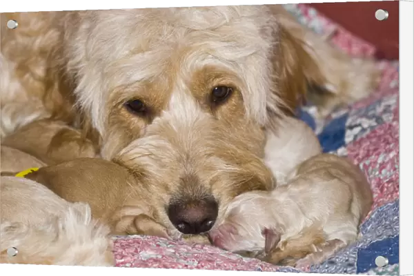 A female Goldendoodle with her newborn puppies