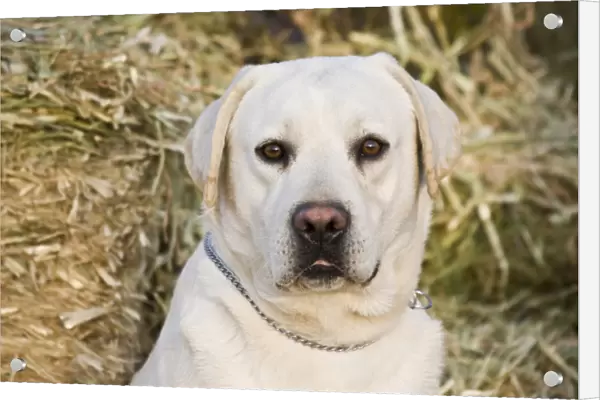 Portrait of a Yellow Labrador Retriever against hay bales