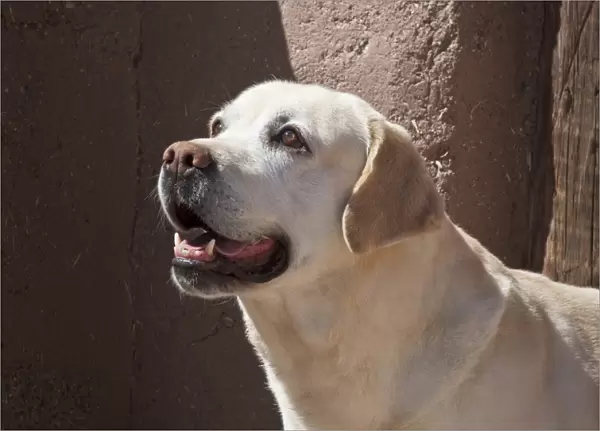 A Yellow Labrador Retriever standing in front of an adobe wall
