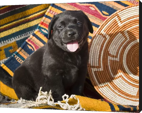 A Black Labrador Retriever puppy sitting on Southwestern blankets