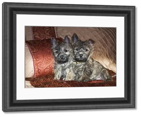 Two Cairn Terrier puppies sitting together on a bed with red and tan fabric