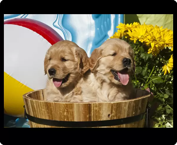 Two Golden Retriever puppies sitting in a wooden pail with a beach ball and yellow