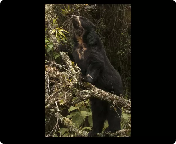 Spectacled or Andean Bear (Tremarctos ornatus) Cloud Forest and Paramo Habitat, Andes