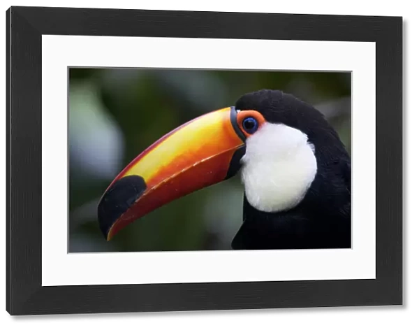 Toco Toucan (Ramphastos toco), Brazil. Is the largest and probably the best known