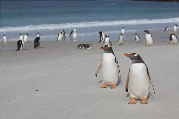 Gentoo and Magellanic penguins loaf on the beach at New Island in the Falklands