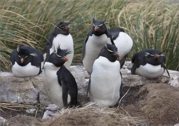 A group of rockhopper penguins loaf together in the tussock grass of West Point Island