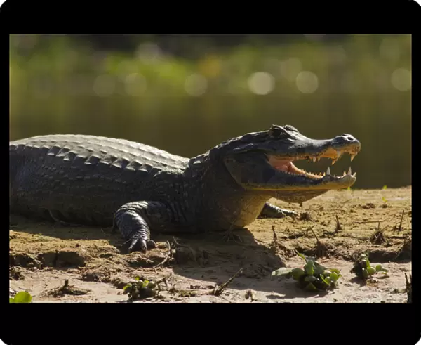 South America, Brazil, Pantanal, Moto Grosso, Spectacled Caiman, Caiman crocodilus