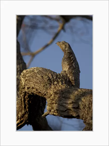 South America, Brazil, Pantanal, Common Potoo, Nyctibius griseus, adult roosting on tree limb
