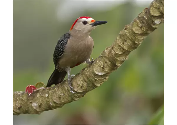 Golden-fronted woodpecker (Melanerpes aurifons), Cayo district, Belize