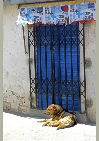 South America, Bolivia, La Paz. Dog of La Paz