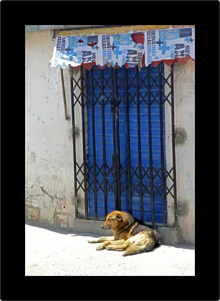 South America, Bolivia, La Paz. Dog of La Paz
