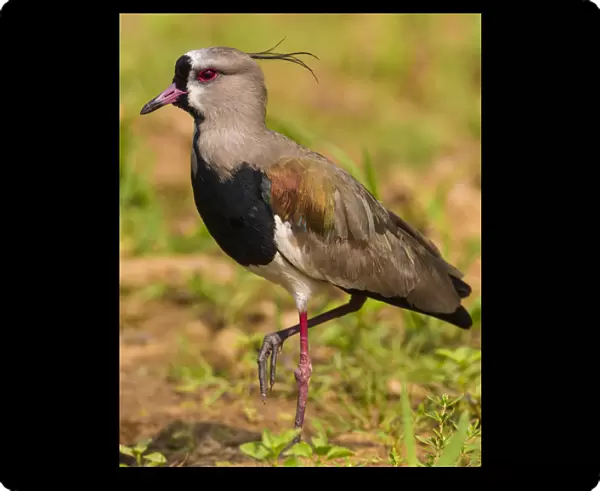 South America. Brazil. A southern lapwing (Vanellus chilensis) foraging along the