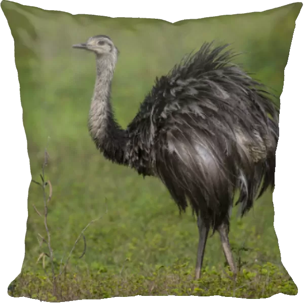 South America. Brazil. A rhea (Rhea americana), a arge bird related to the ostrich