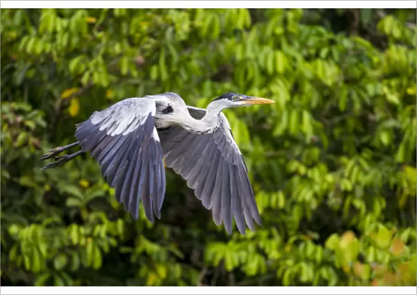 South America. Brazil. A cocoi heron (Ardea purpurea) in the Pantanal, the world s