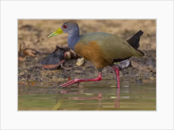 South America. Brazil. Grey-necked wood rail (Aramides cajaneus) is a bird commonly