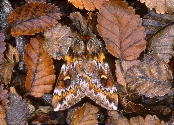 Temperate Rainforest Moth, La Araucania, Chile