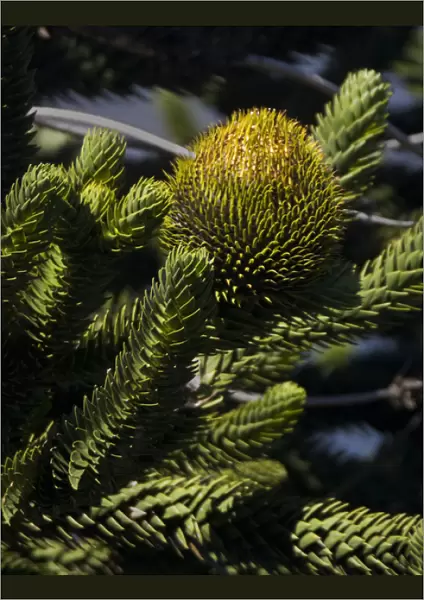 Chile. South America. Detail of branches and fruiting body of Araucaria (monkey puzzle) tree