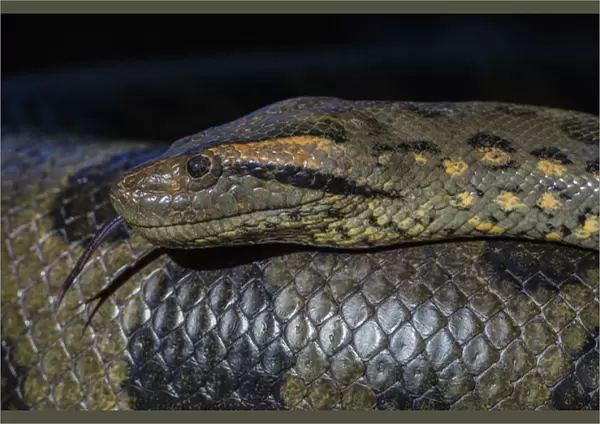 Anaconda, (Eunectes murinus), Georgetown zoo, GUYANA. captive