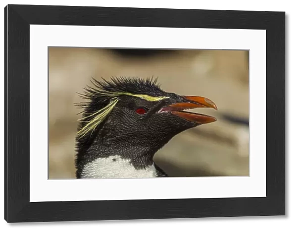 Falkland Islands, Saunders Island. Rockhopper penguin portrait