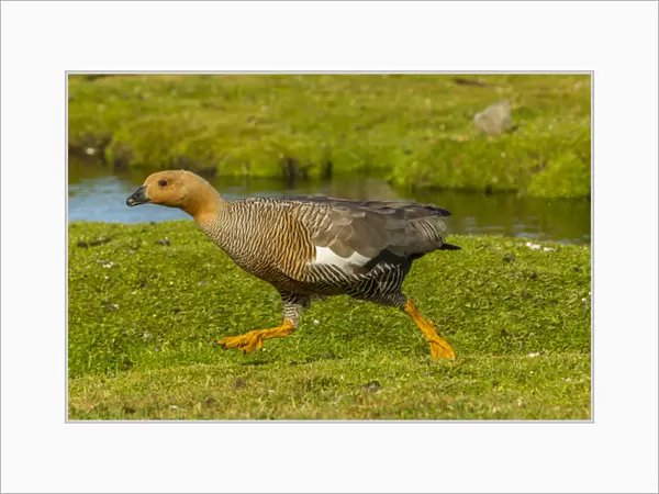 Falkland Islands, Bleaker Island. Female upland goose running