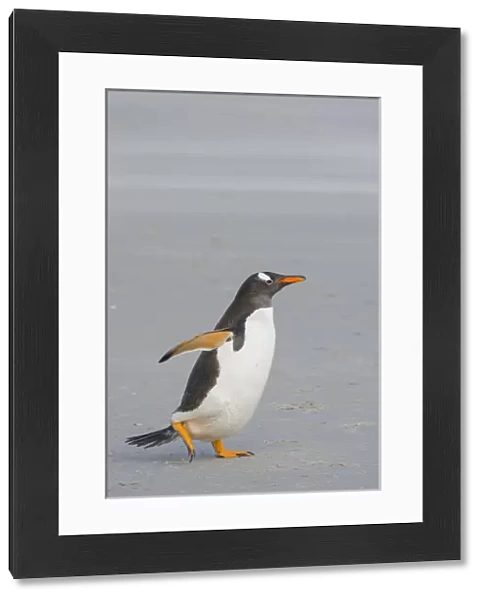 Falkland Islands. Saunders Island. Gentoo penguin (Pygoscelis papua) walking on the beach