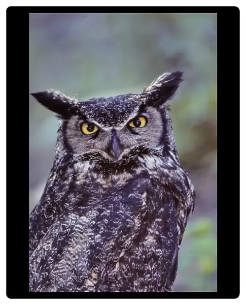 USA, Alaska, Great Horned Owl