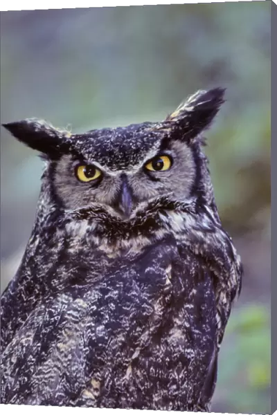 USA, Alaska, Great Horned Owl
