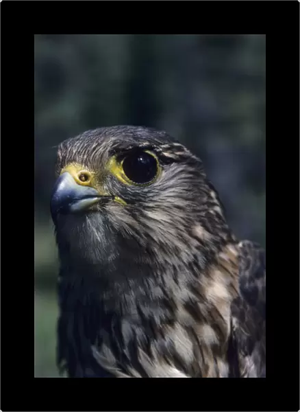 USA, Alaska, Merlin Falcon, Denali National Park