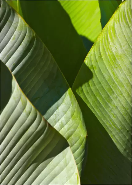 Palm tree leaf, Pico Bonito National Park, Honduras