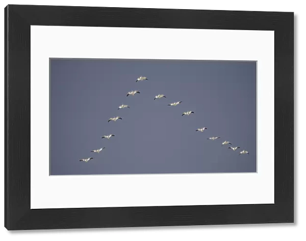 Snow geese flying in vee formation. Credit as: Arthur Morris  /  Jaynes Gallery  /  Danita Delimont