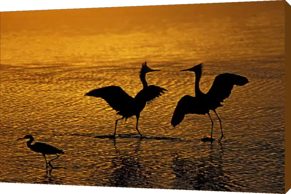 Silhouettes of reddish egrets conduct mating dance in gold-colored water. Credit as