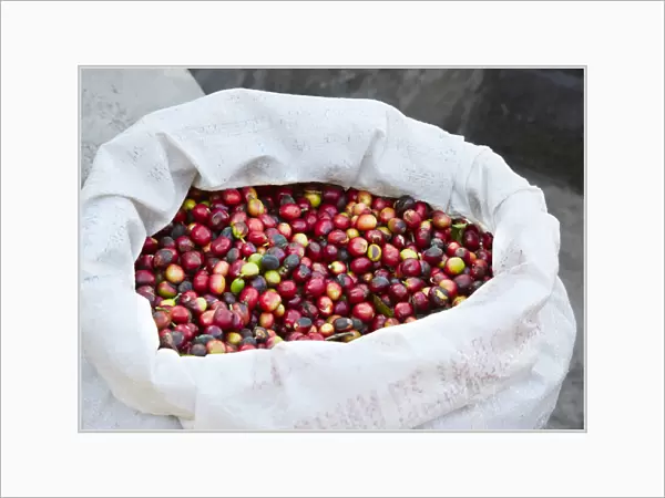 Mexico, Sierra Madre Mountains. Raw coffee beans in bag