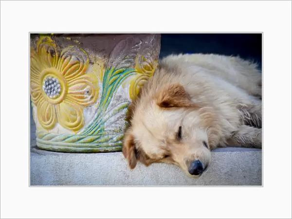 Cabo Pulmo, Mexico, Dog siesta with painted clay pot. MR