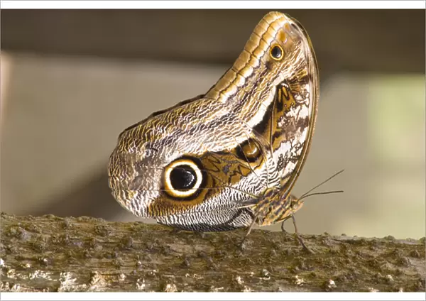 OWl Butterfly, Butterfly Aviary, Agua Caliente, Sacred Valley, Province of Urubamba