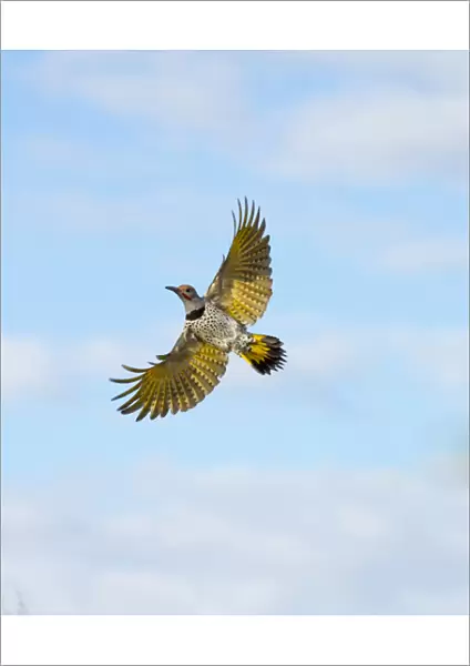 USA, Arizona, Buckeye. Male gilded flicker in flight