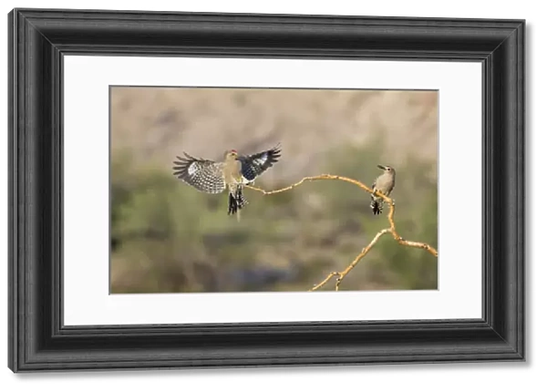 USA, Arizona, Buckeye. Two male gila woodpeckers on dead branch