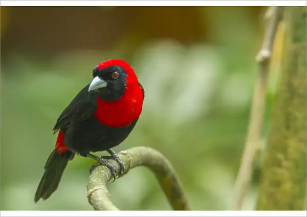 Central America, Costa Rica, Sarapiqui River Valley. Crimson-collared tanager on limb