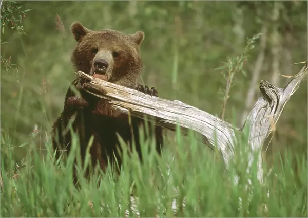 USA, Alaska. Grizzly bear licks dead tree branch