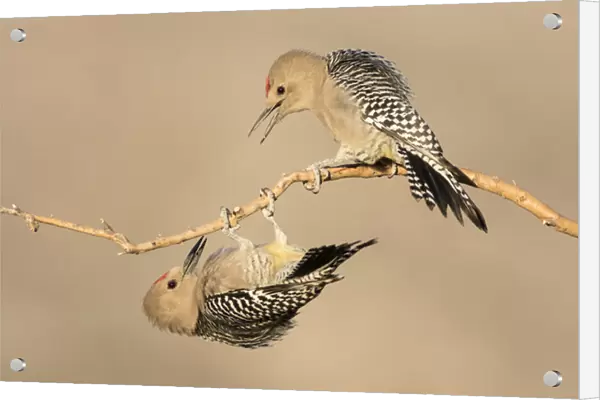 USA, Arizona, Buckeye. Two male gila woodpeckers interact on dead branch. Credit as