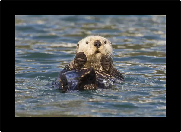 Hinchinbrook Island, Prince William Sound, Alaska, a female sea otter lounges in